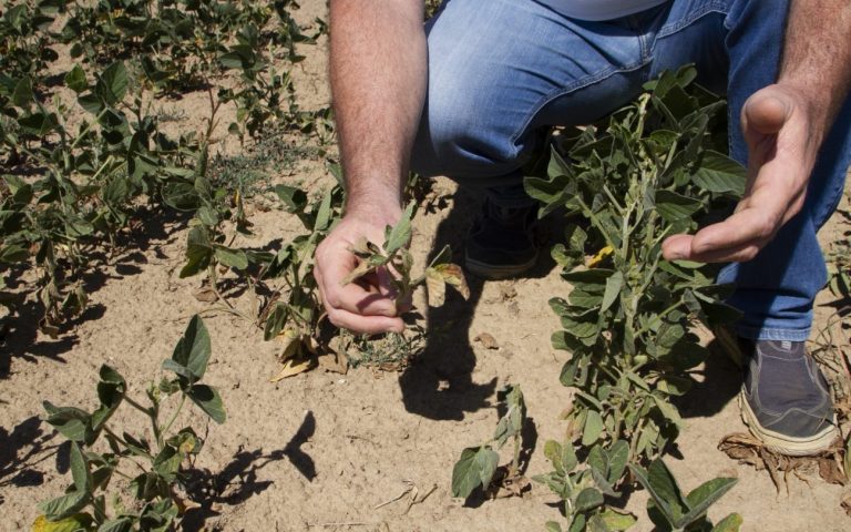 L’aumento delle temperature sta causando enormi danni alle coltivazioni, bruciando fino al 70% dei raccolti da nord a sud dell’Italia