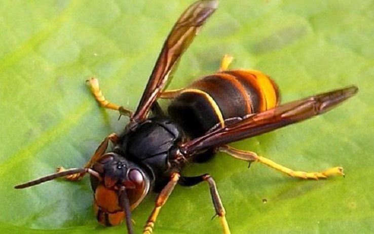 Roma è invasa dalla vespa “Orientalis”, che non veniva segnalata dagli anni Cinquanta