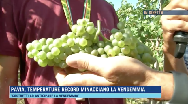 Pavia, la siccità minaccia i raccolti e anticipa le vendemmie