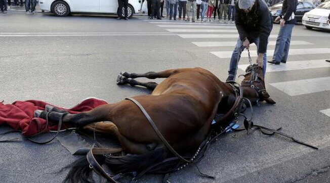Roma, stop alle botticelle trainate dai cavalli per il caldo torrido