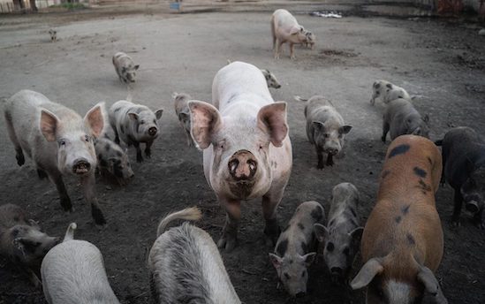 Roma, è stato sospeso fino al 18 agosto l’abbattimento degli animali della “Sfattoria”