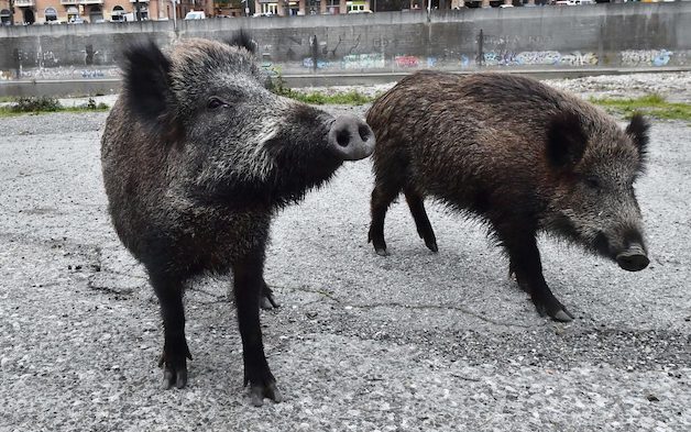 Roma, avvistati dieci cinghiali in giro per le strade di Primavalle