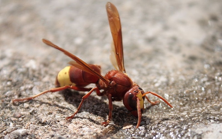 Roma, allarme per l’aumento delle vespe orientalis attirate dai rifiuti in putrefazione nelle strade