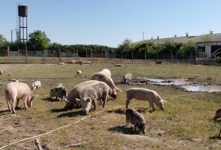 Il Tar del Lazio ha sospeso fino al 12 settembre l’abbattimento di suini e cinghiali tenuti nella Sfattoria di Roma