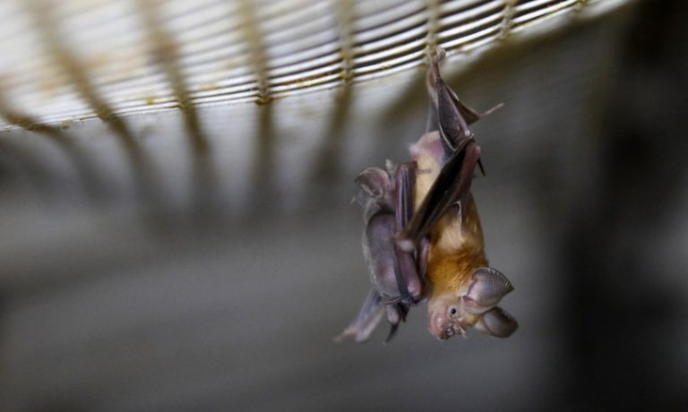 Covid, a distanza di quasi tre anni non ci sono le prove certe della trasmissione del virus dal pipistrello all’uomo