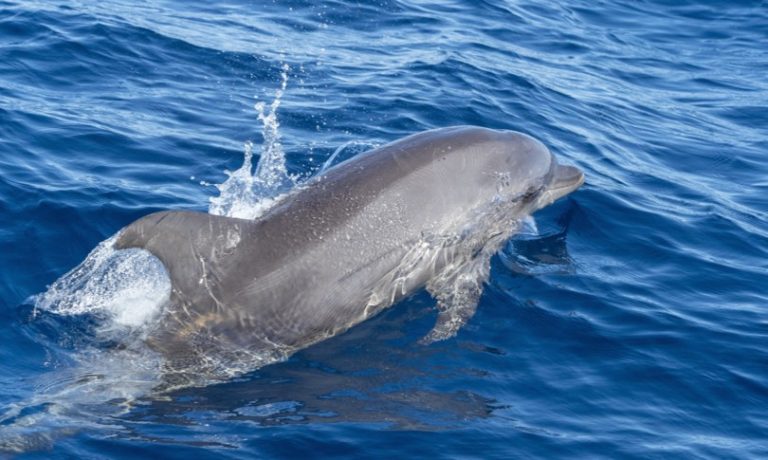 Florida, morto un delfino per l’influenza aviaria