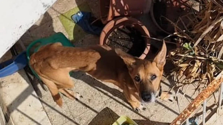 Roma, era andato in vacanza e aveva lasciato per giorni sul balcone il suo cane, senza cibo né acqua. L’uomo è stato denunciato