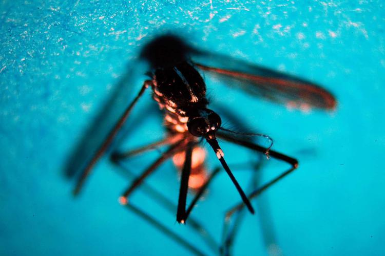 Virus West Nile: in Italia 475 casi e 25 morti