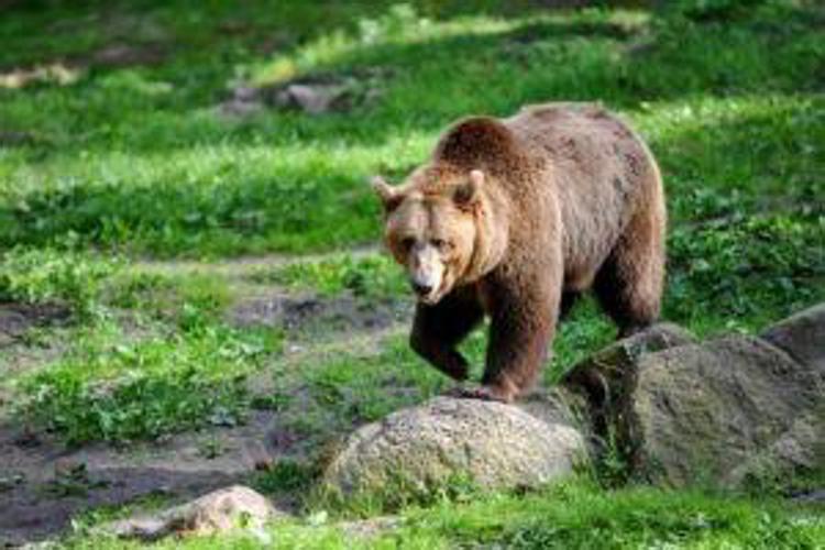 Alto Adige, è morta l’orsa F43 dopo essere stata sedata