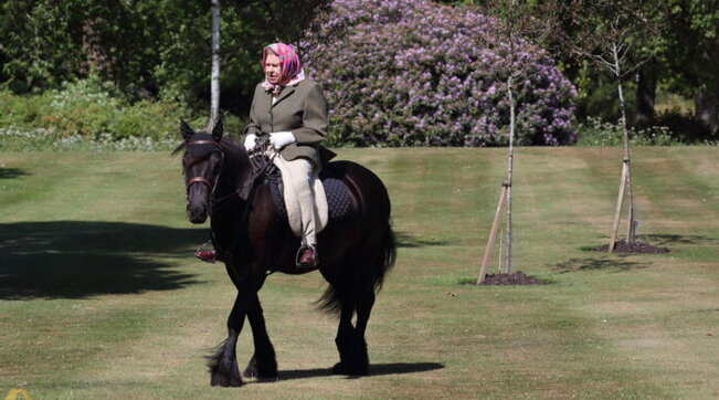 Gran Bretagna, Re Carlo III ha messo in vendita i 12 cavalli della regina Elisabetta II