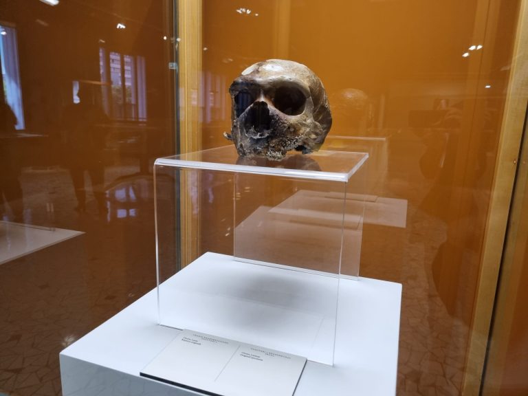 Roma, al Museo della Civiltà del Lavoro i nuovi allestimenti dei crani prestorici