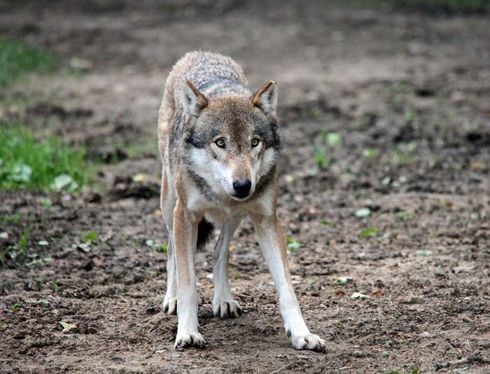 Roma, ora è allarme anche per la presenza di lupi. Segnalate molte pecore sbranate