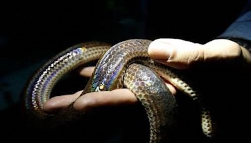 Roma, al Tufello catturata una vipera lunga circa sessanta centimetri