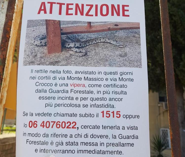 Roma, ora è anche allarme vipere: i rettili avvistati al Tufello. Allertata la Guardia Forestale