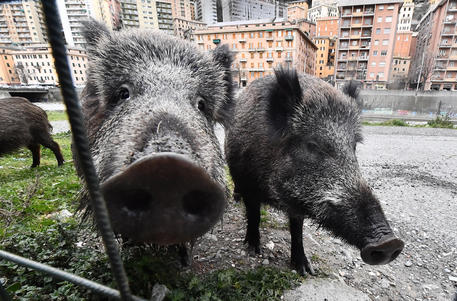 Roma, secondo la Sfattoria le gabbie contro i cinghiali sono ghigliottine a cielo aperto