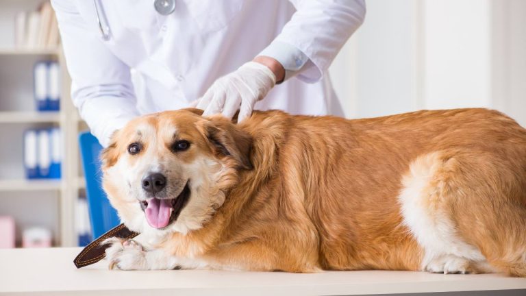 Roma, aprirà il primo ospedale veterinario pubblico in Italia