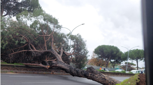 Maltempo a Roma, è crollato un grosso pino sulla via Colombo: nessun ferito