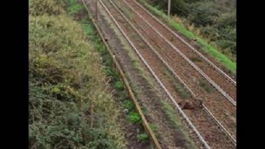 Un treno della linea Roma-Viterbo è deragliato a causa di una mucca all’altezza di Grottarossa, nessun ferito