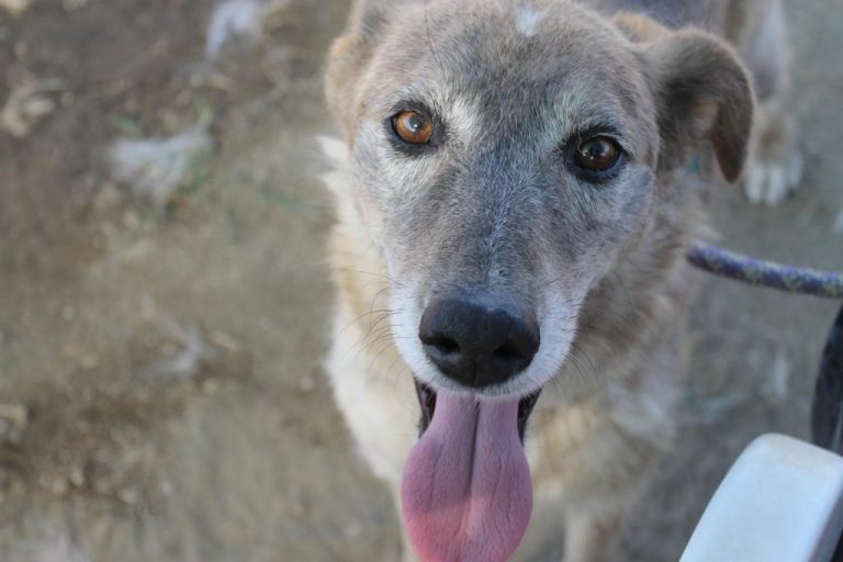 Dall’Ucraina a Roma, iniziativa per aiutare 24 cani salvati dalla guerra