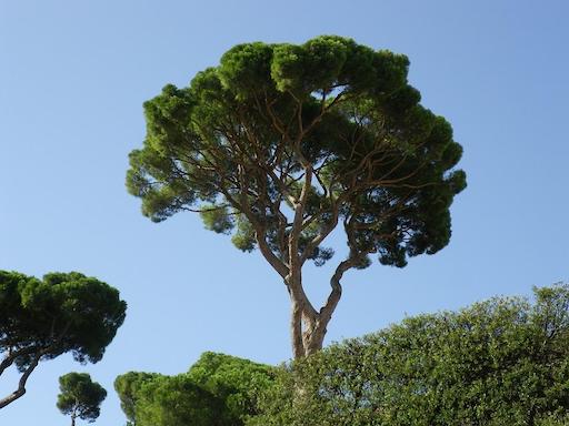 Roma più “verde” con 69 milioni per nuovi alberi e la riqualificazione di parchi e ville