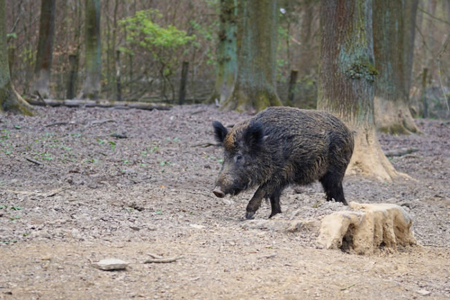 Roma, avvistati cinghiali nel Parco della Vittoria al Trionfale