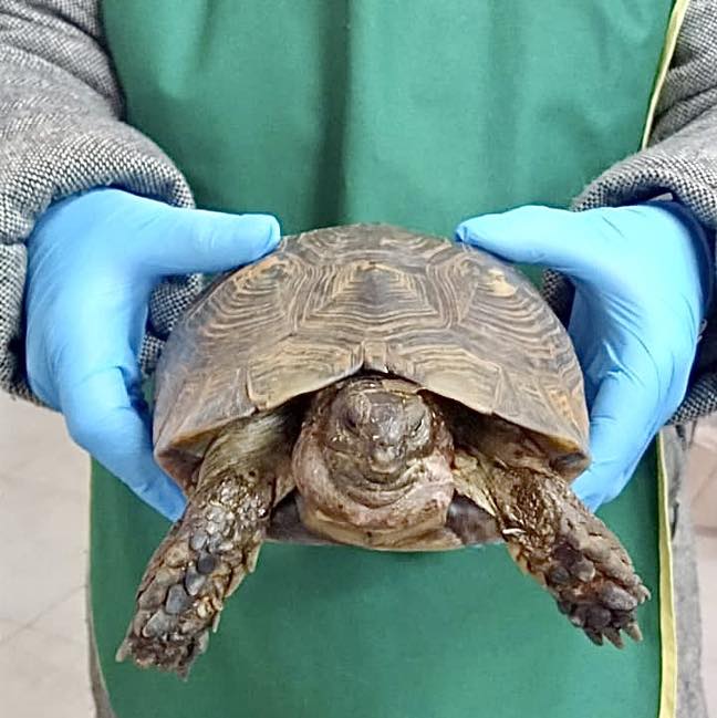 Cerveteri: testuggine in difficoltà  salvata da Fareambiente