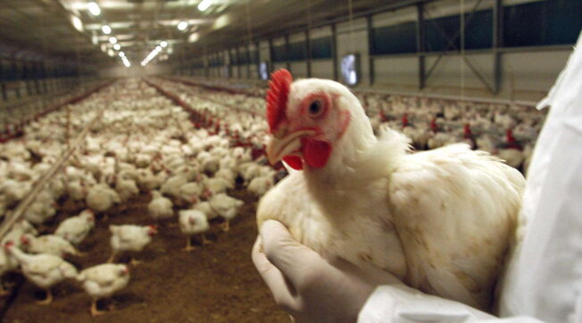 Influenza Aviaria, cresce la diffusione in Italia: rischio per gli allevamenti di polli