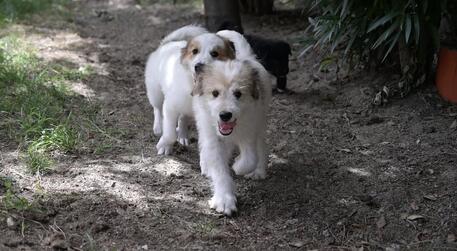 Roma, paura “social” per un furgone che “ruberebbe i cani”