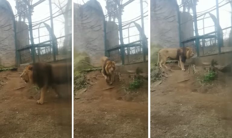 Roma, Il video del leone ‘triste’ fa il giro del web. Il Bioparco: “È un comportamento normale”