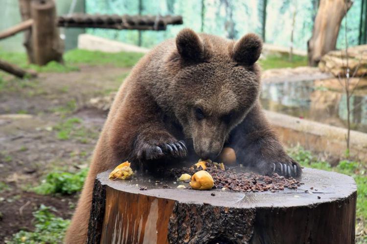 Roma, con il freddo intenso i guardiani del Bioparco sono particolarmente attenti alle esigenze degli animali