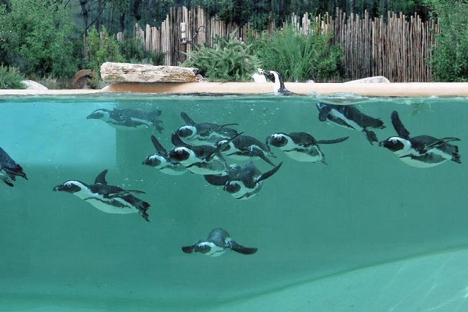 Al Bioparco contro gli sprechi energetici
