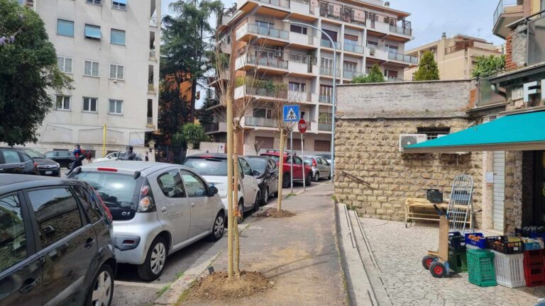 Roma, via della Balduina si rifà il look: 120 alberi alti tre metri