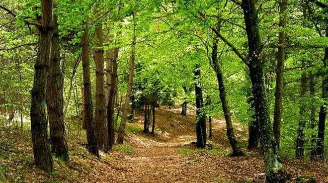 Al bosco di Palo “Un albero, il futuro”