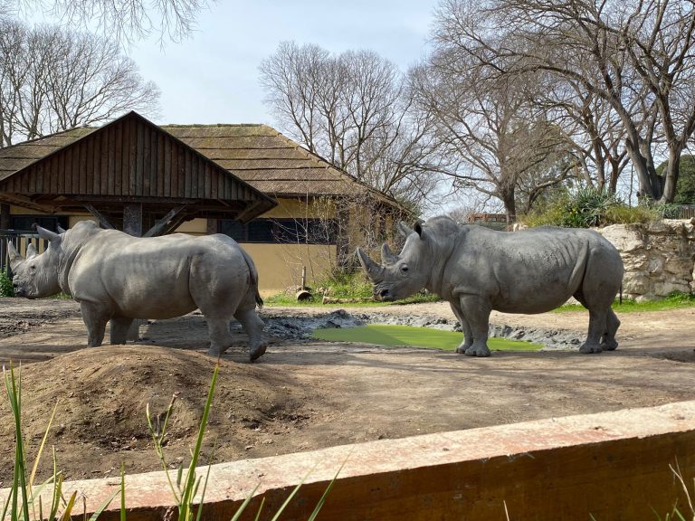 Il “Di Vittorio” di Ladispoli al bioparco di Roma