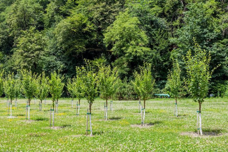 Pnrr, l’Italia rischia di perdere 330 milioni di euro per piantare 6,6 milioni di alberi