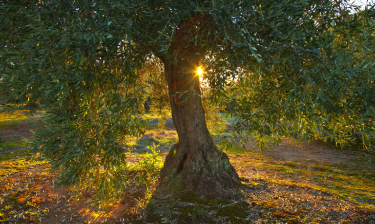 A Collesano (Palermo) l’olio anti-clan prodotto in un uliveto confiscato