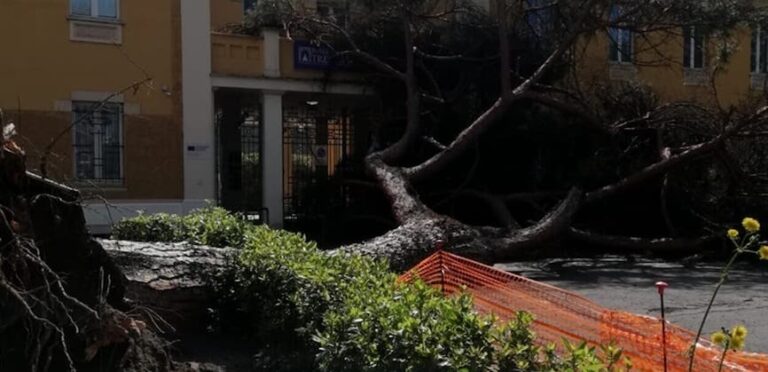 Crolla un grosso albero all’Università Roma Tre: tragedia sfiorata