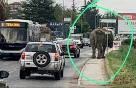 L’Aquila, elefante da circo                  nel traffico: la denuncia di Lav