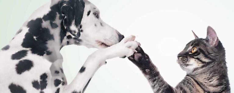 A Ladispoli una maxi-raccolta pappe per cani e gatti con l’Associazione Dammi la Zampa