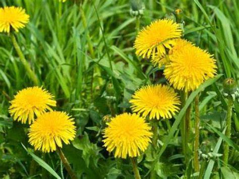 Lecco, esperto di piante mangia         un fiore velenoso: muore                dopo due giorni di agonia