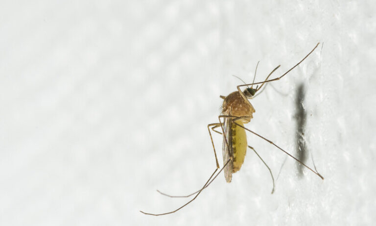 Allarme zanzare, Italia prima in Europa per casi di virus del Nilo