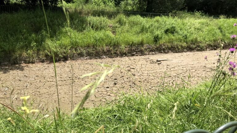 Villa Pamphilj, il canale ed il laghetto stanno scomparendo: si rischia moria di animali