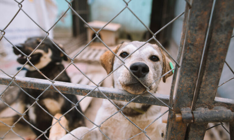 Cani abbandonati, triste record         nel 2022 