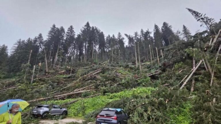 Tromba d’aria si abbatte sui boschi del Cadore: gli alberi sradicati dalla forza del vento