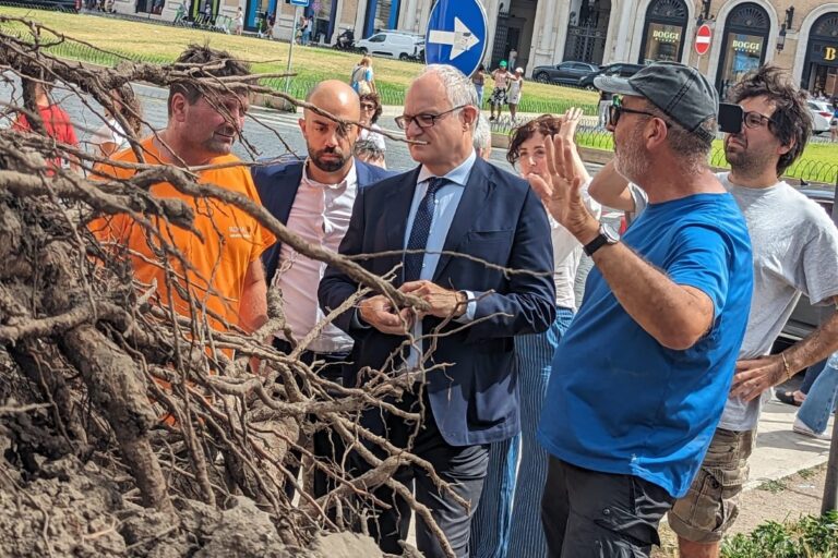 Pino caduto a piazza Venezia, al via verifiche su tutte le alberature del quadrante