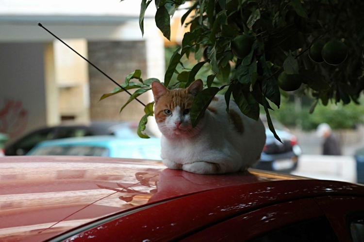 Aviaria, allarme dell’Oms: in Polonia un primo focolaio nei gatti