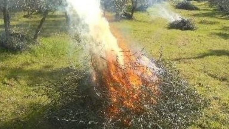 Viola l’ordinanza e brucia potature: multato 40enne di Cerveteri