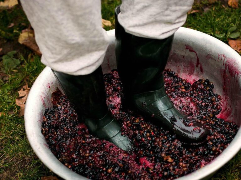 Cerveteri, programma sagra dell’uva