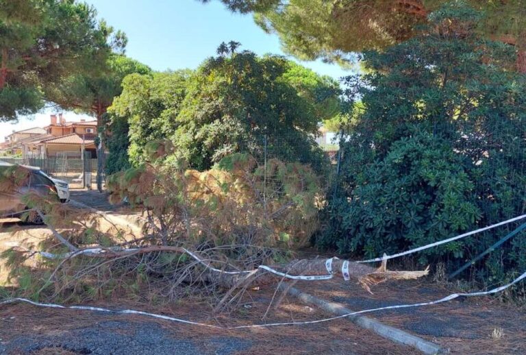 Rami caduti, aghi di pino e radici: i problemi di via Montecarlo a Ladispoli