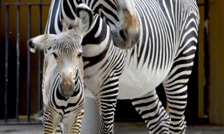 Fiocco rosa al Bioparco di Roma,         è nata una zebra a rischio estinzione
